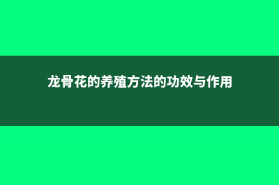 龙骨花的养殖方法 (龙骨花的养殖方法的功效与作用)