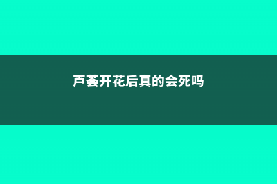 芦荟开花后真的会死吗 (芦荟开花后真的会死吗)