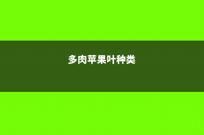 苹果叶多肉的养殖方法 (多肉苹果叶种类)