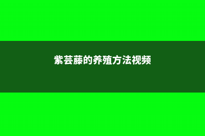 紫芸藤的养殖方法 (紫芸藤的养殖方法视频)