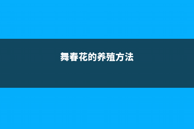 舞春花的养殖方法 (舞春花的养殖方法)