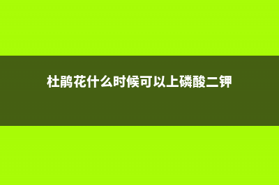 杜鹃花什么时候开 (杜鹃花什么时候可以上磷酸二钾)