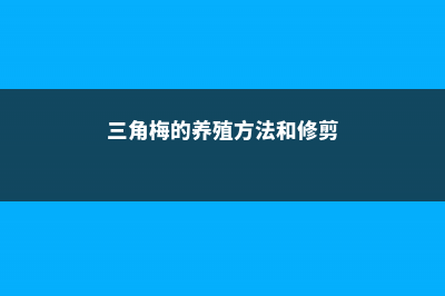 三角梅的养殖方法 (三角梅的养殖方法和修剪)