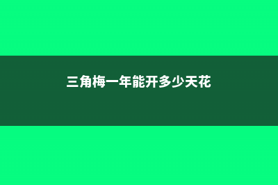 三角梅一年能开几次花 (三角梅一年能开多少天花)