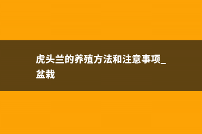 虎头兰的养殖方法和注意事项 (虎头兰的养殖方法和注意事项 盆栽)