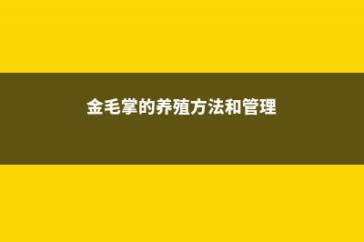 金毛掌的养殖方法 (金毛掌的养殖方法和管理)