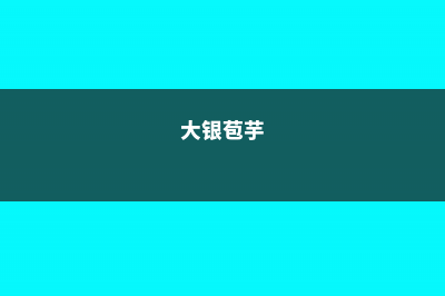 银苞芋的养殖方法及注意事项 (大银苞芋)