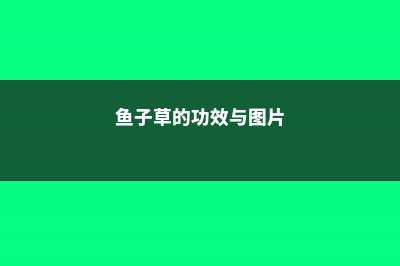 鱼子兰养殖方法 (鱼子草的功效与图片)