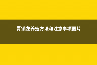 青锁龙的养殖方法 (青锁龙养殖方法和注意事项图片)