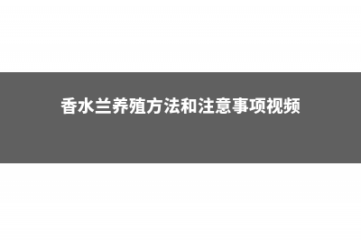 香水兰的养殖方法 (香水兰养殖方法和注意事项视频)