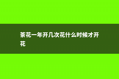 茶花一年开几次花 (茶花一年开几次花什么时候才开花)