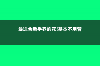 新手养什么花好 (最适合新手养的花!基本不用管)