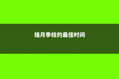 掐几个月季枝插树上，开花五颜六色，比娃娃脸还大！ (插月季枝的最佳时间)