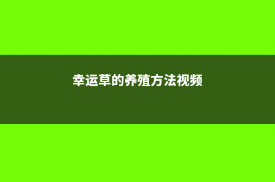 幸运草的养殖方法 (幸运草的养殖方法视频)