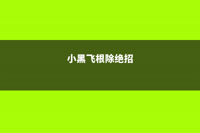 小黑飞杀不净？阳台养盆它，再也不愁花招虫！ (小黑飞根除绝招)