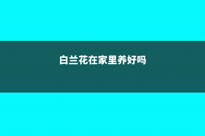 家里的白兰天天开花，摘都摘不完，邻居都来抢着买！ (白兰花在家里养好吗)