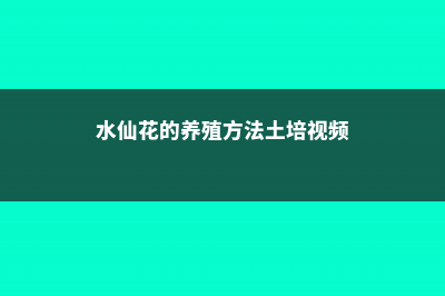 水仙花的养殖方法和注意事项 (水仙花的养殖方法土培视频)