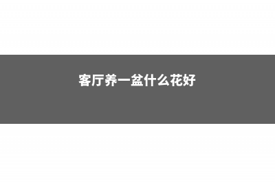 客厅养上1盆它，异味全没了，香气让邻居都羡慕！ (客厅养一盆什么花好)