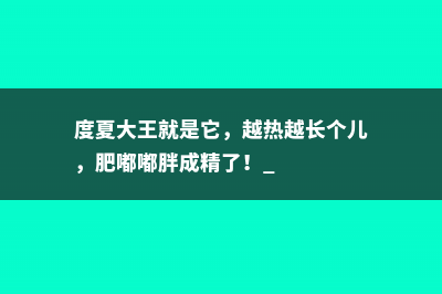 度夏大王就是它，越热越长个儿，肥嘟嘟胖成精了！ 