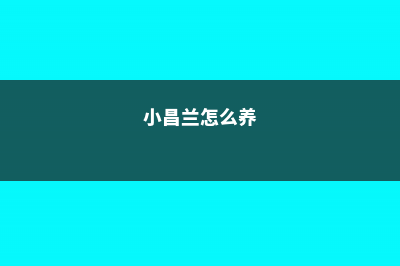 小菖兰的养殖方法 (小昌兰怎么养)