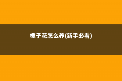 栀子花怎么养家庭养法 (栀子花怎么养(新手必看))