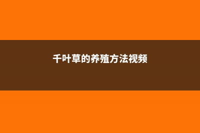 千叶草的养殖方法和注意事项 (千叶草的养殖方法视频)