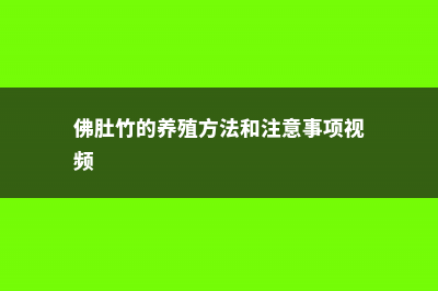 佛肚竹的养殖方法 (佛肚竹的养殖方法和注意事项视频)