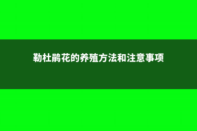 勒杜鹃的养殖方法和注意事项 (勒杜鹃花的养殖方法和注意事项)