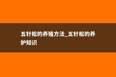 五针松的养殖方法 (五针松的养殖方法 五针松的养护知识)