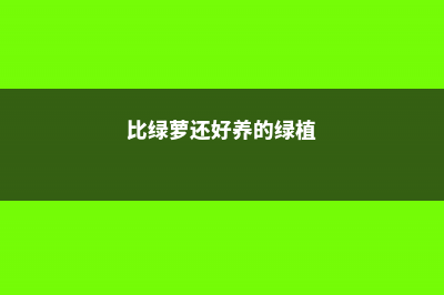 这6种花，比绿萝栀子好看1000倍，夏天不养绝对后悔！ (比绿萝还好养的绿植)