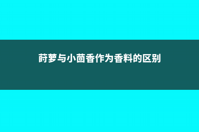 莳萝和茴香的区别 (莳萝与小茴香作为香料的区别)