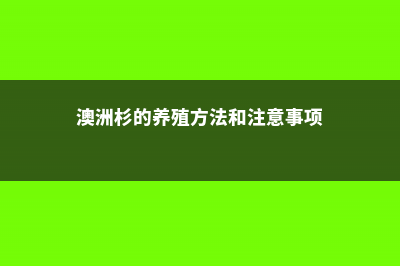 澳洲杉的养殖方法和注意事项 (澳洲杉的养殖方法和注意事项)