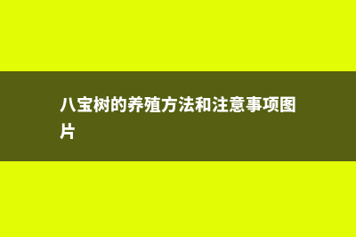 八宝树的养殖方法和注意事项 (八宝树的养殖方法和注意事项图片)