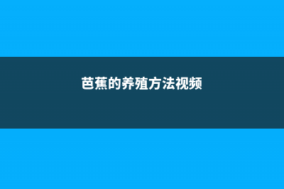 芭蕉的养殖方法和注意事项 (芭蕉的养殖方法视频)