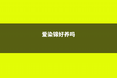 爱染锦的养殖方法和注意事项 (爱染锦好养吗)