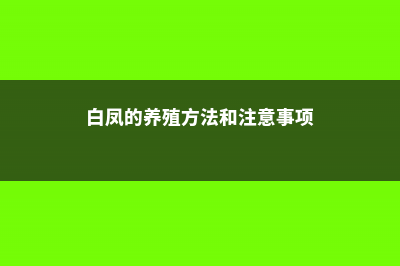 白凤的养殖方法和注意事项 (白凤的养殖方法和注意事项)