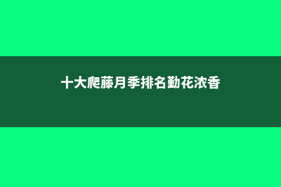 十大爬藤月季，疯狂爬墙把窗都堵了，邻居都傻眼！ (十大爬藤月季排名勤花浓香)