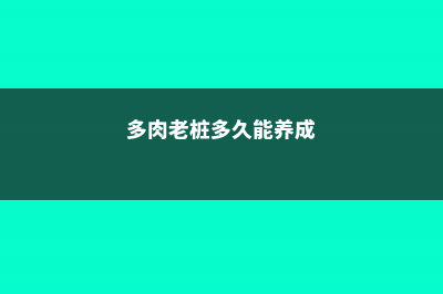 多肉老桩5分钟养成，新手也能立马学会！ (多肉老桩多久能养成)