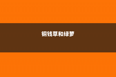 绿萝铜钱草…叶子比8个硬币还大，咋养的？ (铜钱草和绿萝)