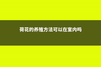 荷花的养殖方法和注意事项 (荷花的养殖方法可以在室内吗)