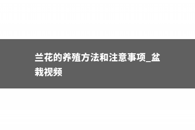 兰草的养殖方法和注意事项 (兰花的养殖方法和注意事项 盆栽视频)