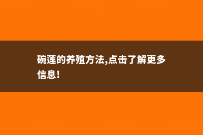 碗莲的养殖方法和注意事项 (碗莲的养殖方法,点击了解更多信息!)