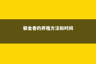 郁金香的养殖方法和注意事项 (郁金香的养殖方法和时间)