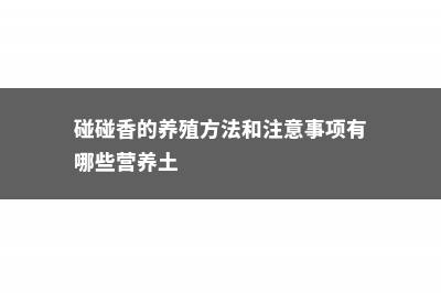 碰碰香的养殖方法和注意事项 (碰碰香的养殖方法和注意事项有哪些营养土)