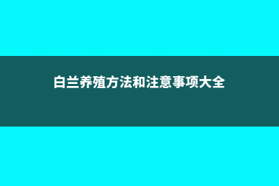 白兰的养殖方法 (白兰养殖方法和注意事项大全)