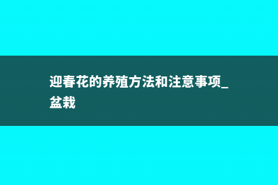 迎春花的养殖方法和注意事项 (迎春花的养殖方法和注意事项 盆栽)