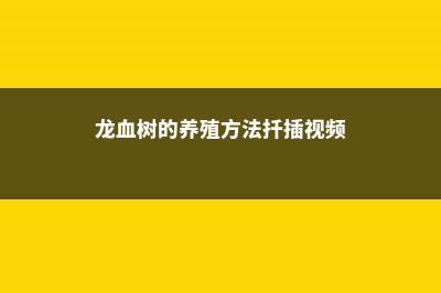 龙血树的养殖方法和注意事项 (龙血树的养殖方法扦插视频)