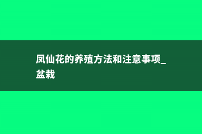 凤仙花的养殖方法和注意事项 (凤仙花的养殖方法和注意事项 盆栽)