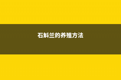 石斛兰的养殖方法和注意事项 (石斛兰的养殖方法)