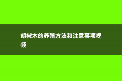 胡椒木的养殖方法和注意事项 (胡椒木的养殖方法和注意事项视频)